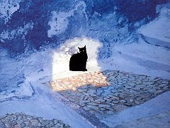 Gatti (261)